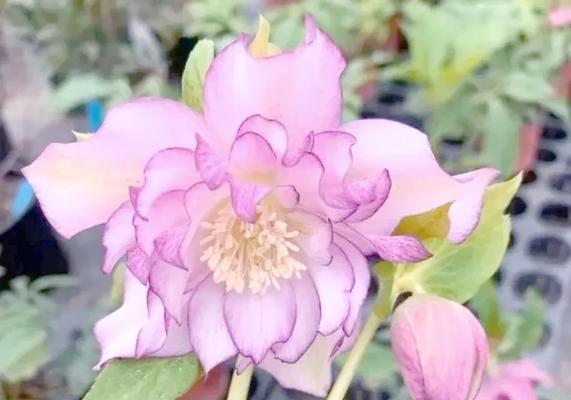 冬天室内适合种什么花？哪些花卉适合冬季室内养护？