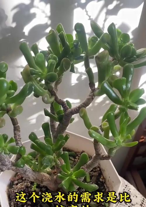 招财树栽培的正确方法是什么？