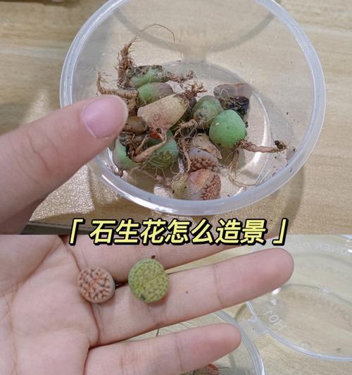 石生花品种有哪些？石生花的养护要点是什么？