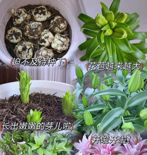 百合小球的养殖技巧是什么？