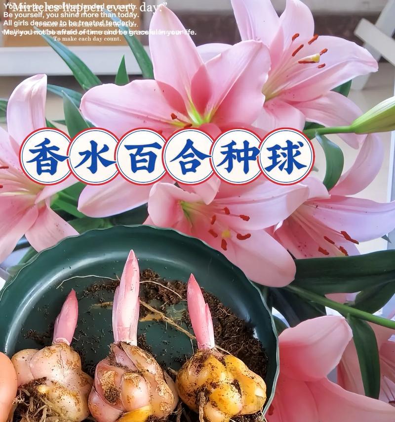 百合小球的养殖技巧是什么？