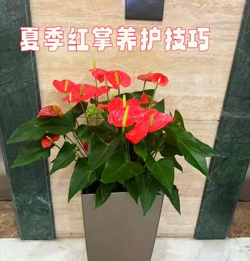 红掌怎么浇水？浇水的频率是多少？