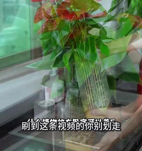 红掌怎么浇水？浇水的频率是多少？