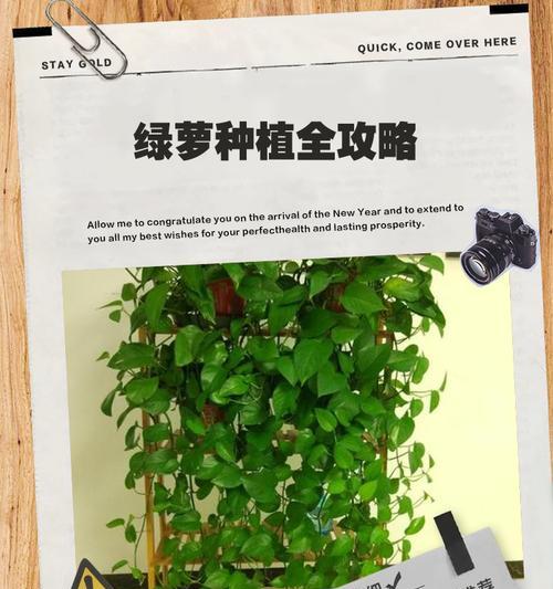 绿萝的培育技巧有哪些？