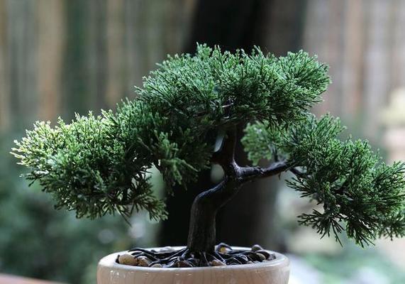 耐寒盆栽植物有哪些？冬季养护技巧！