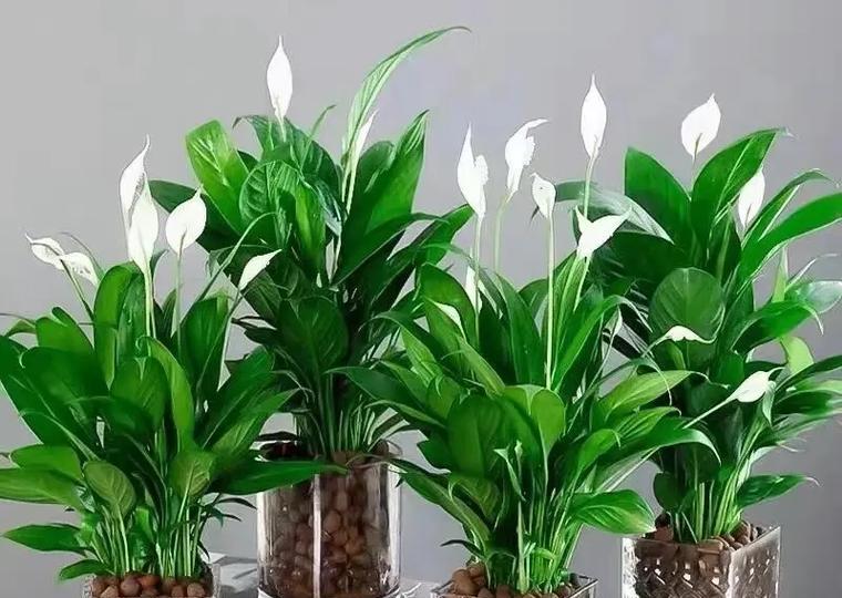 什么植物吸收甲醛效果最好？室内净化空气的植物推荐？