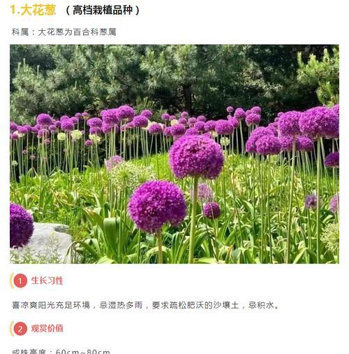 宿根花种类有哪些？如何进行宿根花的养护？