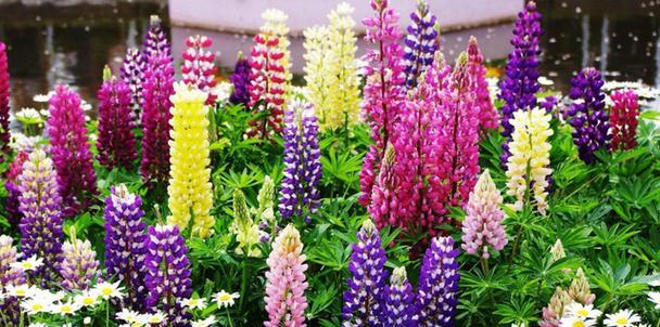 宿根花种类有哪些？如何进行宿根花的养护？