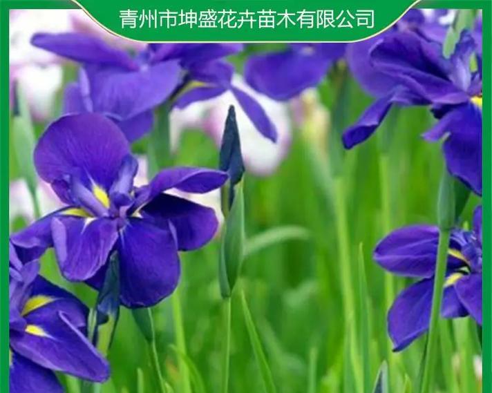 宿根花种类有哪些？如何进行宿根花的养护？