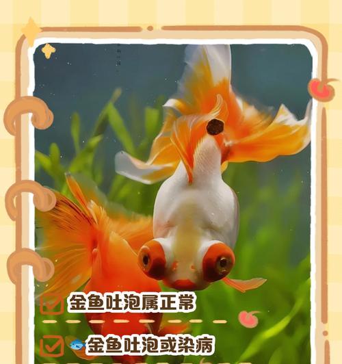 小金鱼繁殖步骤有哪些？