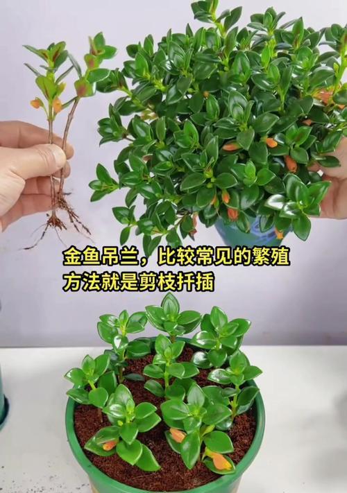 小金鱼繁殖步骤有哪些？