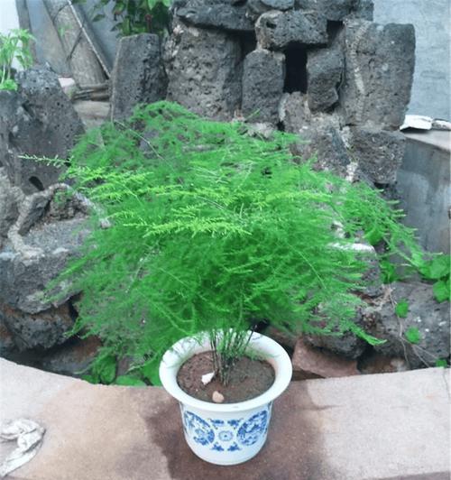 文竹的养殖方法和常见问题解答是什么？