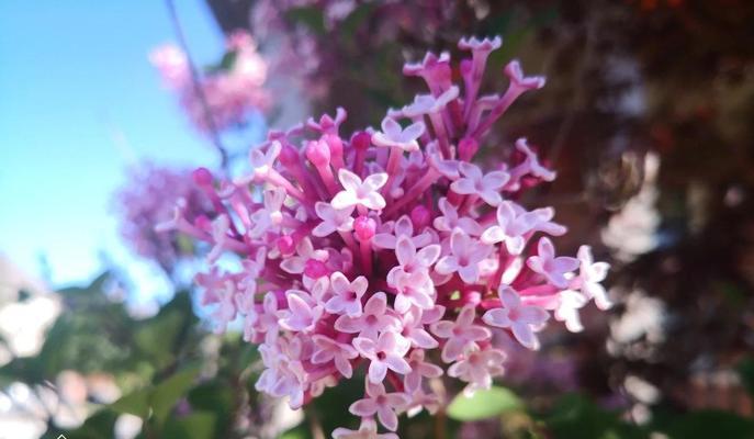 丁香花养殖的常见问题和解决方法？