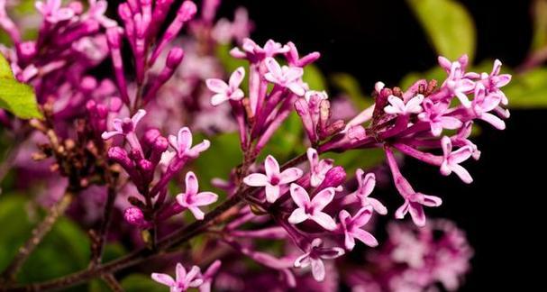 丁香花养殖的常见问题和解决方法？