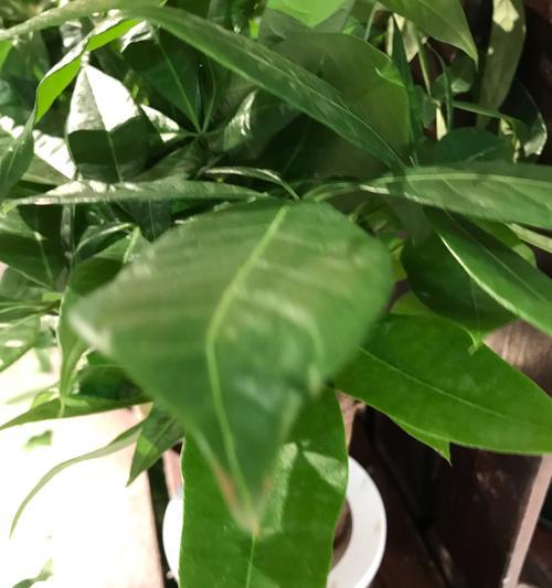 丁香花养殖的常见问题和解决方法？