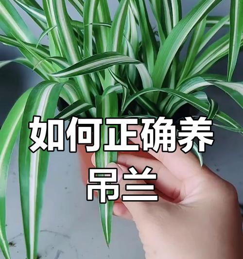 吊兰夏季养护技巧有哪些？怎样避免高温伤害？