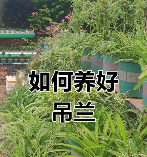 吊兰夏季养护技巧有哪些？怎样避免高温伤害？