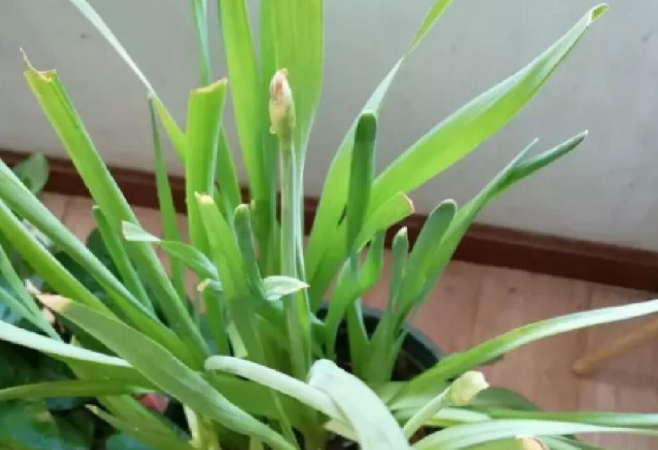 水仙花叶子过长的处理方法是什么？