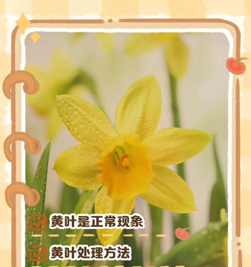 水仙花叶子过长的处理方法是什么？
