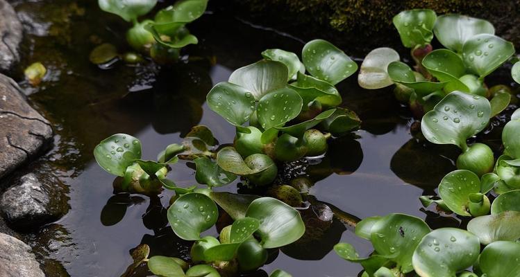 水生植物的种植方法和注意事项有哪些？