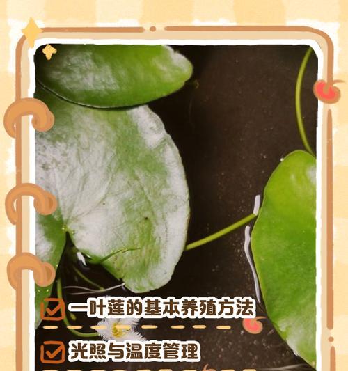 水生植物的种植方法和注意事项有哪些？