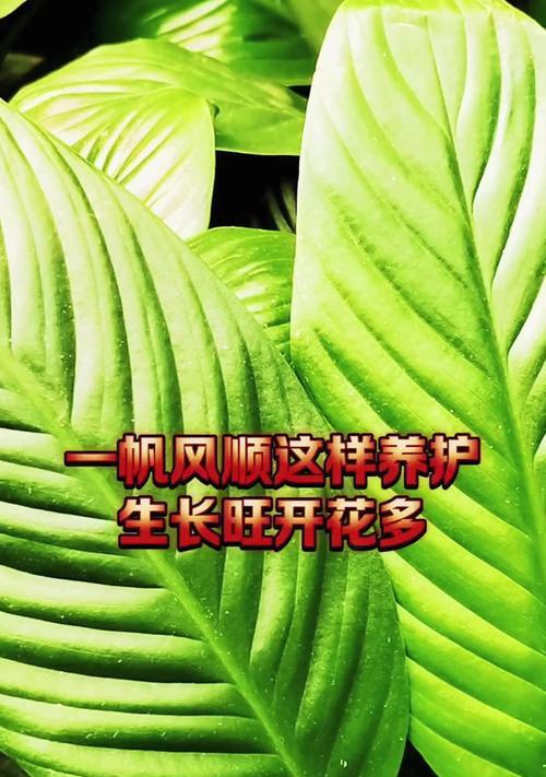 一帆风顺的种植技巧和注意事项是什么？