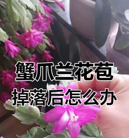 蟹爪兰花期后的修剪技巧是什么？