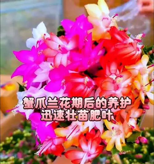 蟹爪兰花期后的修剪技巧是什么？