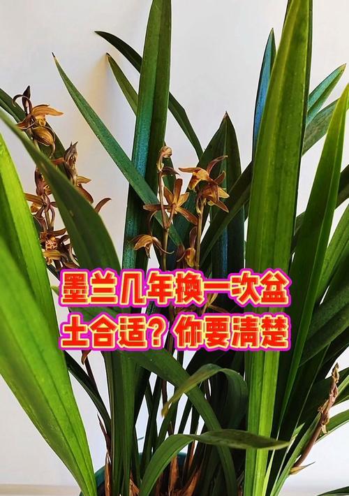 墨兰的养殖技巧有哪些？怎样才能养出健康墨兰？
