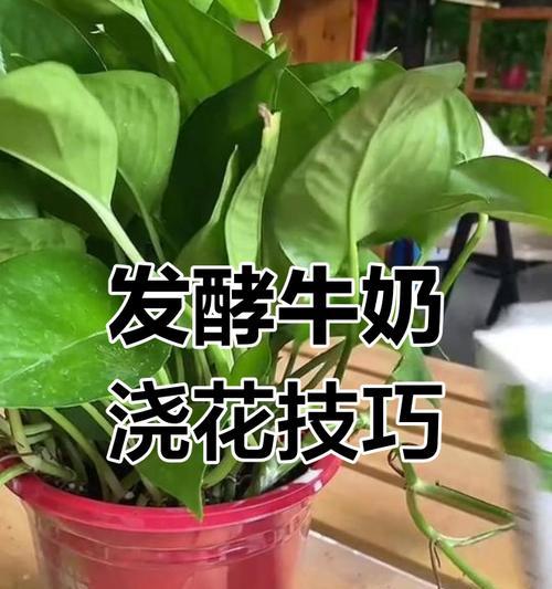 使用牛奶浇花后应该怎么办？