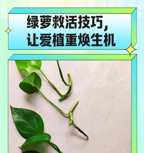 绿萝烂根怎么办？绿萝烂根的原因和处理方法是什么？