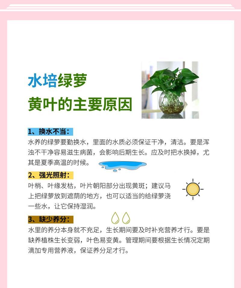 绿萝烂根怎么办？绿萝烂根的原因和处理方法是什么？