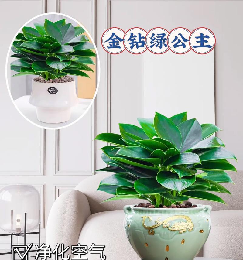 钻石花的养殖技巧是什么？