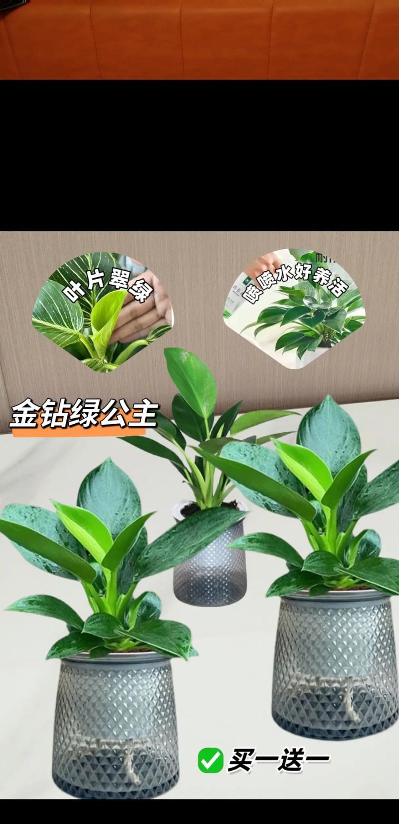 钻石花的养殖技巧是什么？