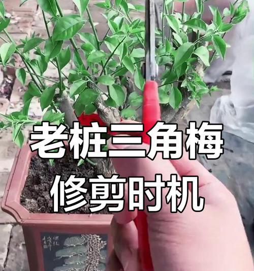 三角梅摘心的最佳时机和方法是什么？