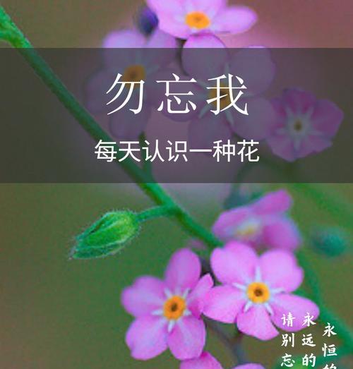 勿忘我品种的花语是什么？如何进行繁殖？