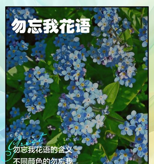 勿忘我品种的花语是什么？如何进行繁殖？