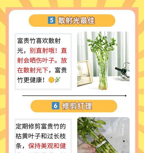 红富贵竹的养殖方法有哪些？