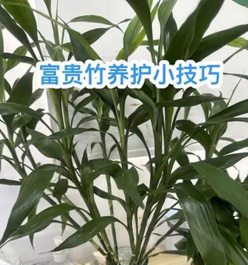 红富贵竹的养殖方法有哪些？
