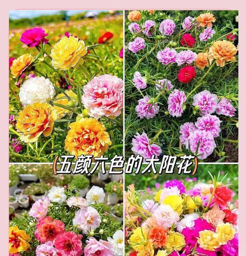 太阳花的养殖方法是什么？需要注意哪些问题？