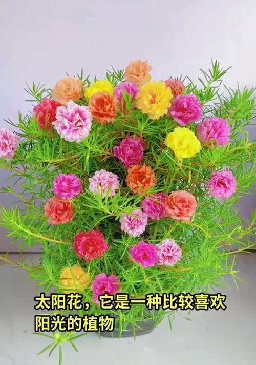 太阳花的养殖方法是什么？需要注意哪些问题？