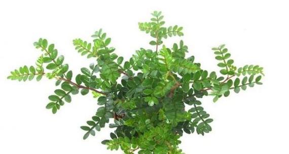 清香木属于哪个科？清香木的特性及养护方法是什么？