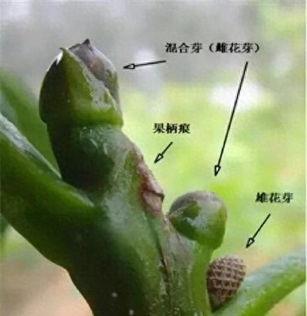 红掌不开花怎么办？怎样促进花芽分化？