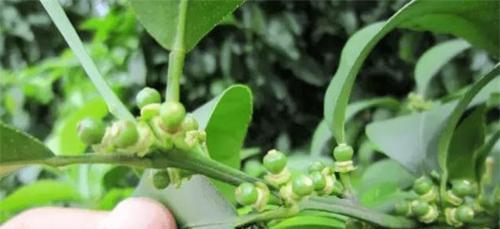 红掌不开花怎么办？怎样促进花芽分化？