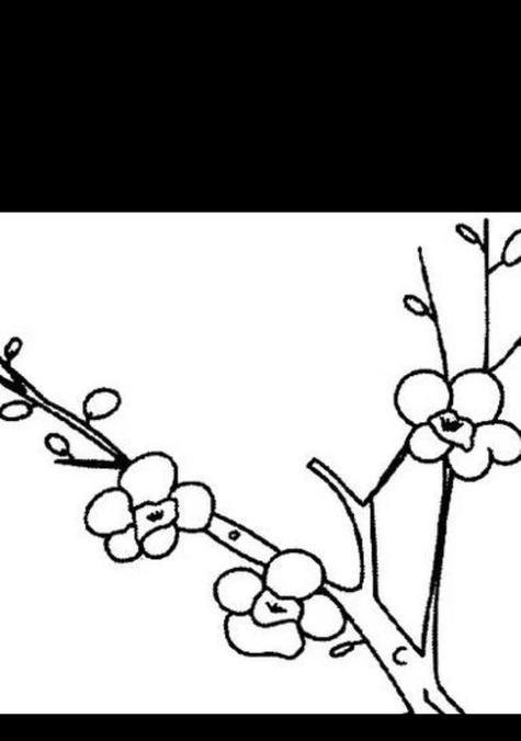 梅花怎么花？了解梅花的开花习性！