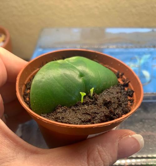 椒草的种植步骤是什么？椒草种植时应该注意哪些问题？