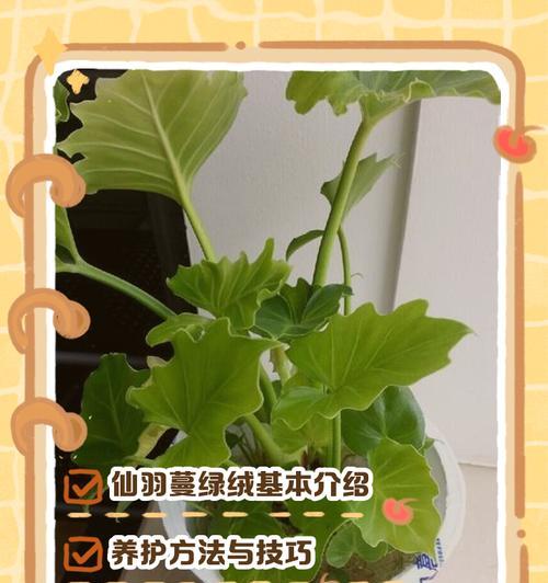 蔓绿绒繁殖方法有哪些？