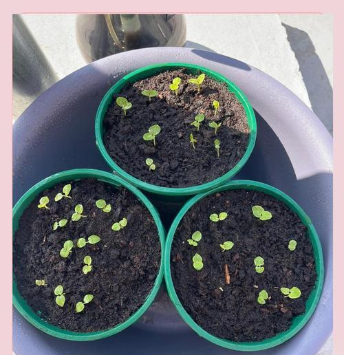 蜀葵种植方法：蜀葵的种植步骤和注意事项是什么？