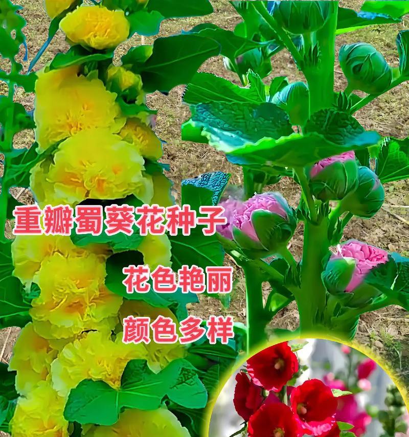蜀葵种植方法：蜀葵的种植步骤和注意事项是什么？