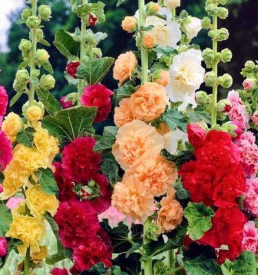 蜀葵种植方法：蜀葵的种植步骤和注意事项是什么？